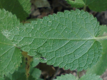 Stachys sylvatica?