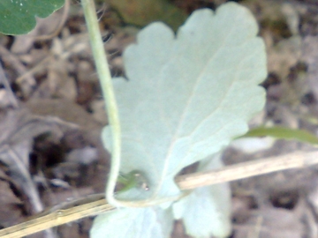 Chelidonium majus