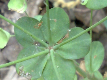 Euphorbia amygdaloides