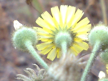 Andryala integrifolia