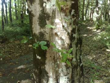 Carpinus betulus
