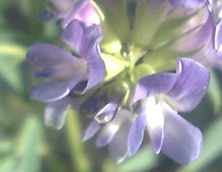 Medicago sativa