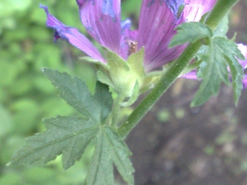 Malva moschata