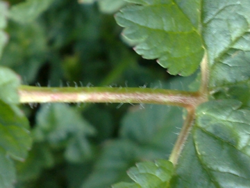 Erbacea di un incolto