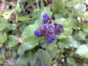 Una Lamiacea blu - Ajuga reptans