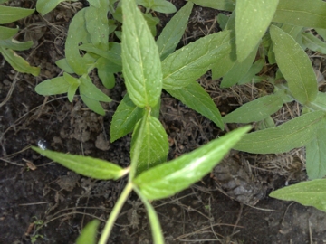 Piccolo fiore - Epilobium sp.