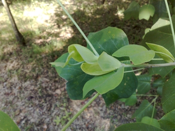 Altro albero incognito:  Liriodendron tulipifera (Magnoliaceae)