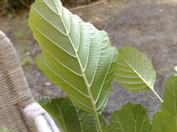 Forse � un Carpino - Alnus sp