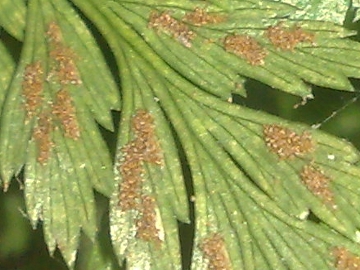 Una felce