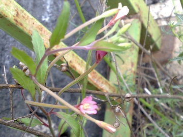 Epilobium lanceolatum
