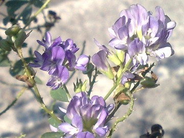 Medicago sativa
