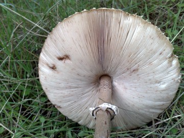 Lepiota o Macrolepiota procera?