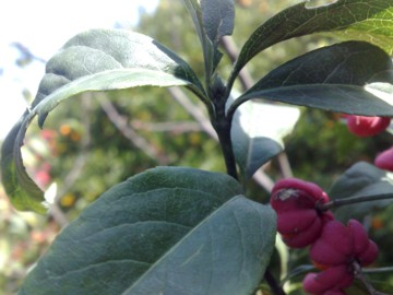 Arbusto con strani frutti - Euonymus europaeus