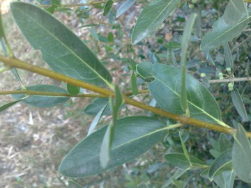 Arbusto con piccoli frutti - Phillyrea latifolia