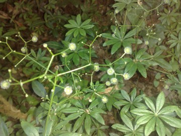 Galium mollugo / Caglio tirolese