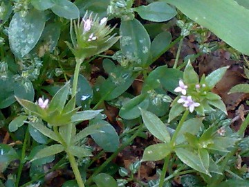 Attaccamano piccolo - Sherardia arvensis