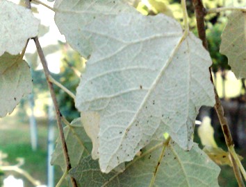 Populus alba