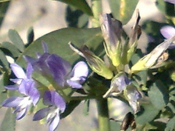Medicago sativa