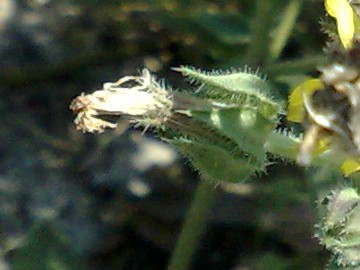 Helminthotheca echioides (= Picris echioides)