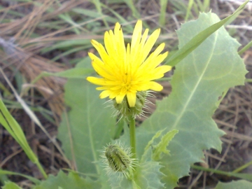 Urospermum picroides / Boccione minore