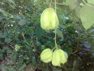Staphylea pinnata / Borsolo - Falso Pistacchio