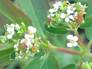 Chamaesyce nutans
