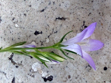 Campanula rapunculus
