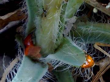 Chelidonium majus