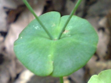 Euphorbia amygdaloides