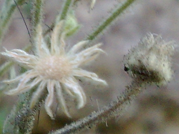 Andryala integrifolia