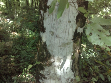 Carpinus betulus