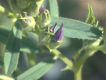 Medicago sativa
