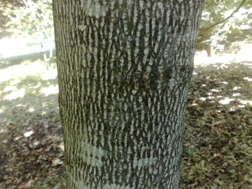 Altro albero incognito:  Liriodendron tulipifera (Magnoliaceae)