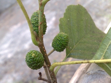 Forse � un Carpino - Alnus sp