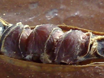 Arbusto di Fabacea