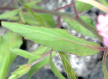 Epilobium lanceolatum