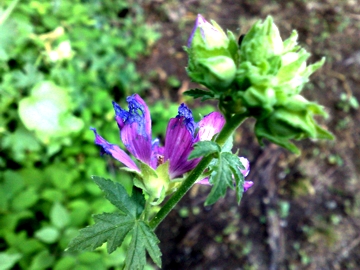 Malva moschata