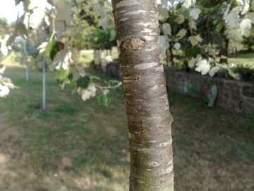 Populus alba