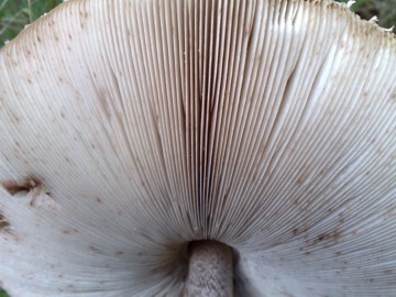 Lepiota o Macrolepiota procera?