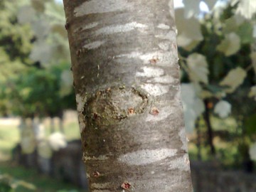 Populus alba