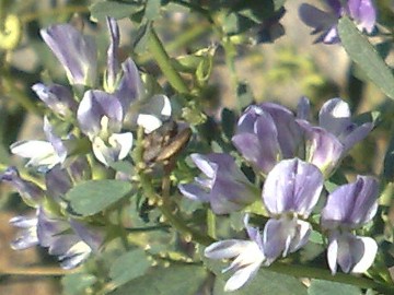 Medicago sativa