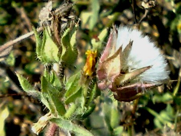 Helminthotheca echioides (= Picris echioides)