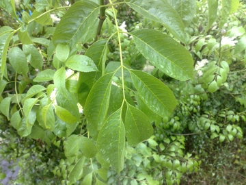Fraxinus ornus