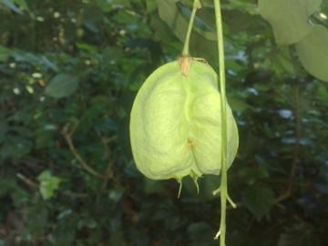 Staphylea pinnata / Borsolo - Falso Pistacchio
