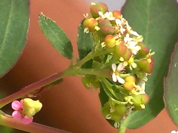 Chamaesyce nutans