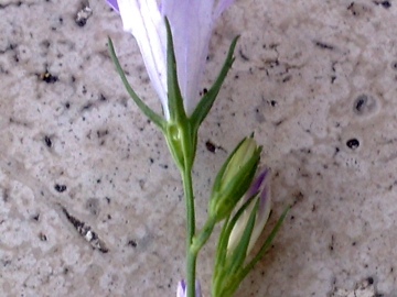 Campanula rapunculus