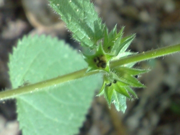 Stachys sylvatica?