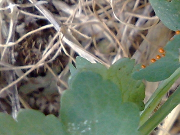 Chelidonium majus