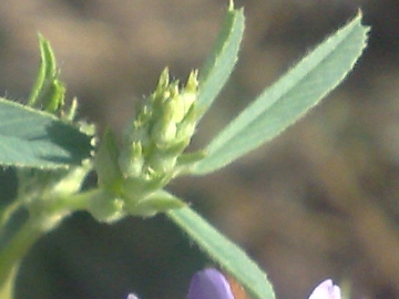 Medicago sativa