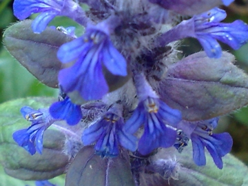 Una Lamiacea blu - Ajuga reptans